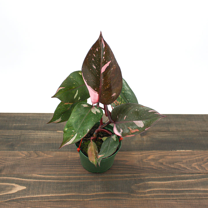 Philodendron erubescens 'Pink Princess' Philodendron, 6 Inch Houseplant