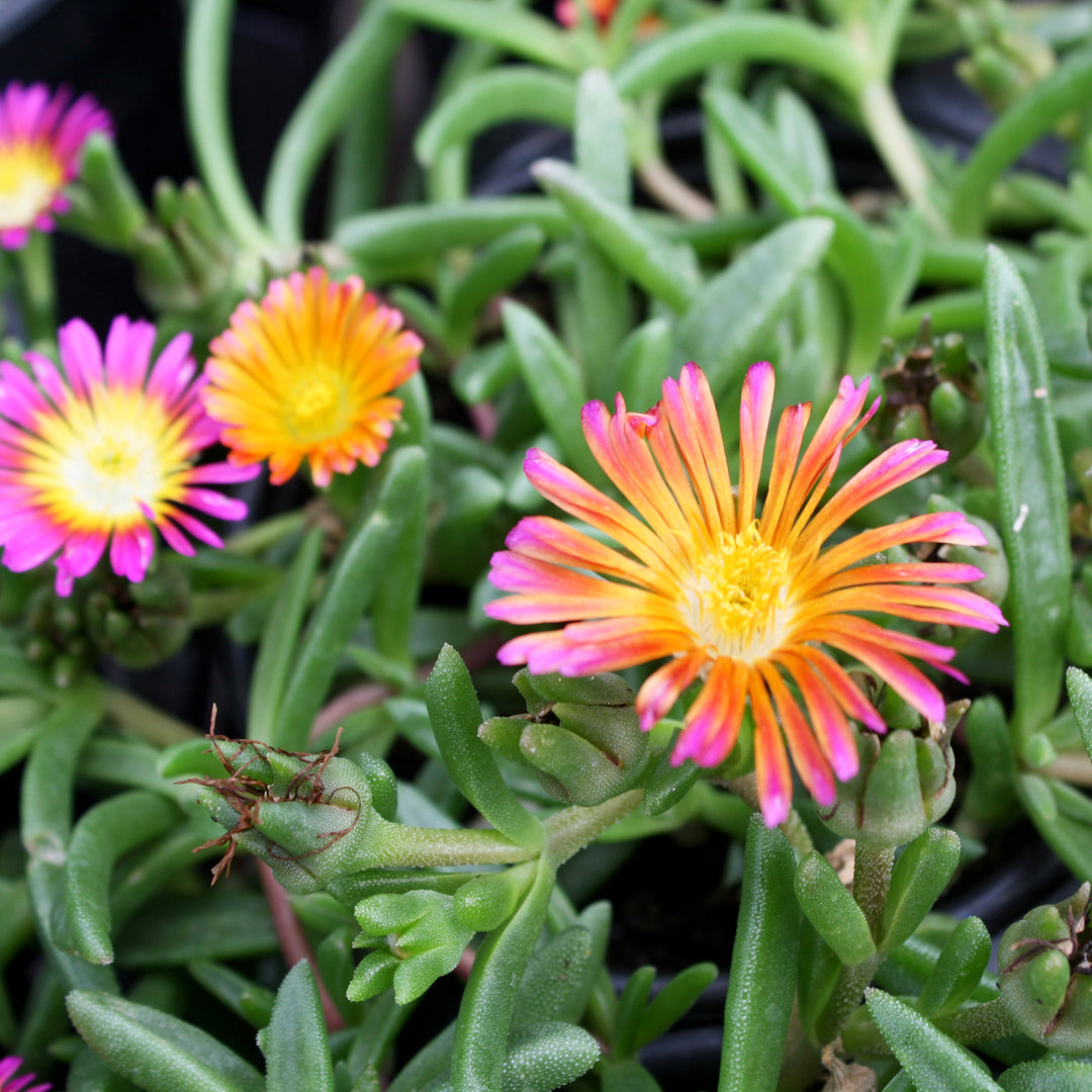 Delosperma cooperi 'T183' PP34674 Ocean Sunset™ Orange Glow Ice Plant, 1 Quart Perennial