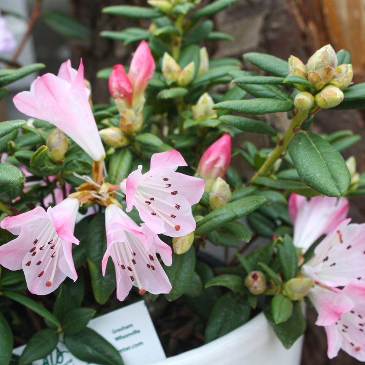 Rhododendron x 'Girard's Variegated Gem' Azalea, 1 Gallon Shrub