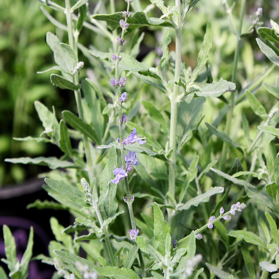 Salvia yangii 'Bluesette' Russian Sage, 1 Gallon Perennial