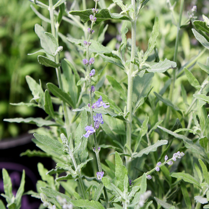 Salvia yangii 'Bluesette' Russian Sage, 1 Gallon Perennial