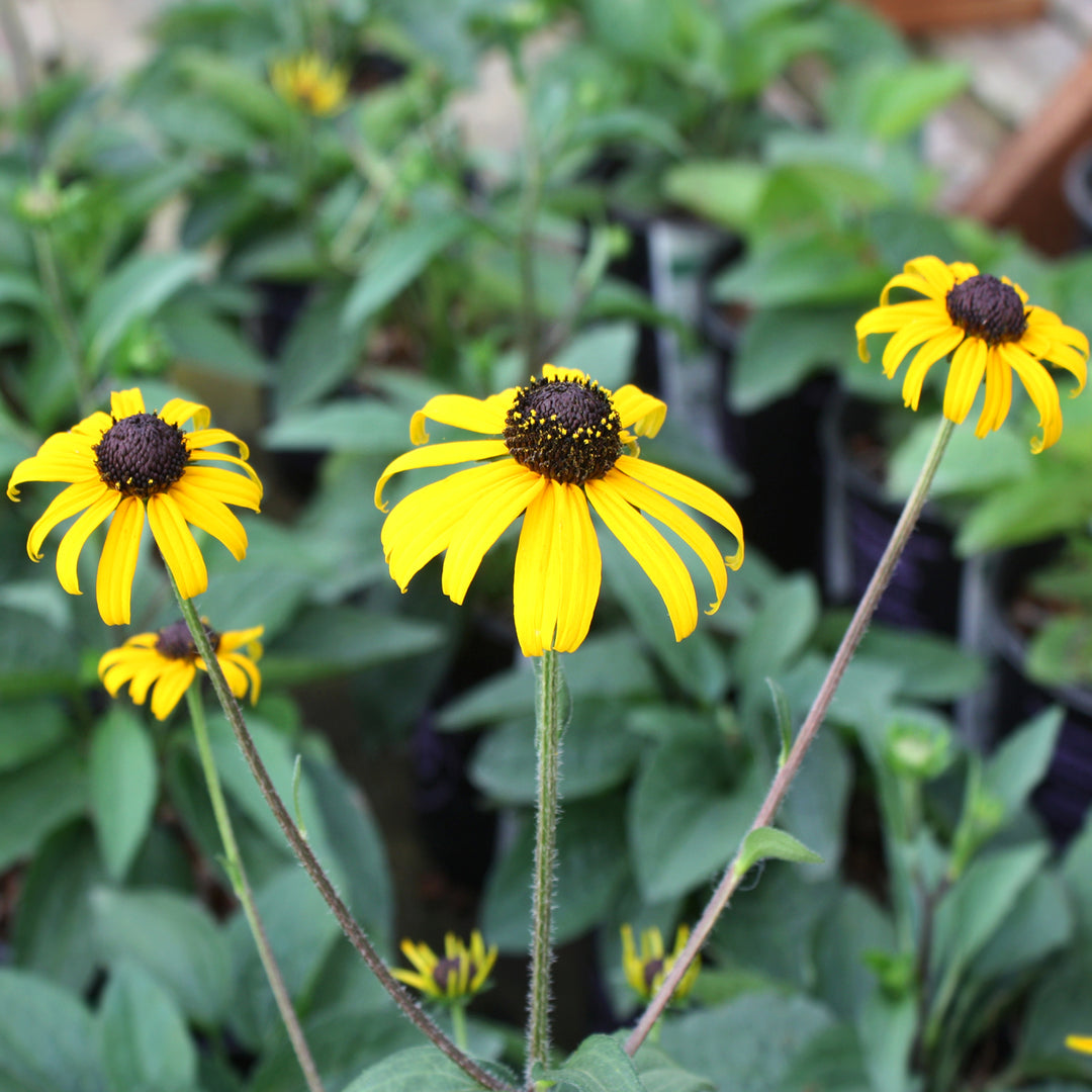Rudbeckia fulgida var. sullivantii 'Goldblitz' Black-Eyed Susan, 1 Gallon Perennial