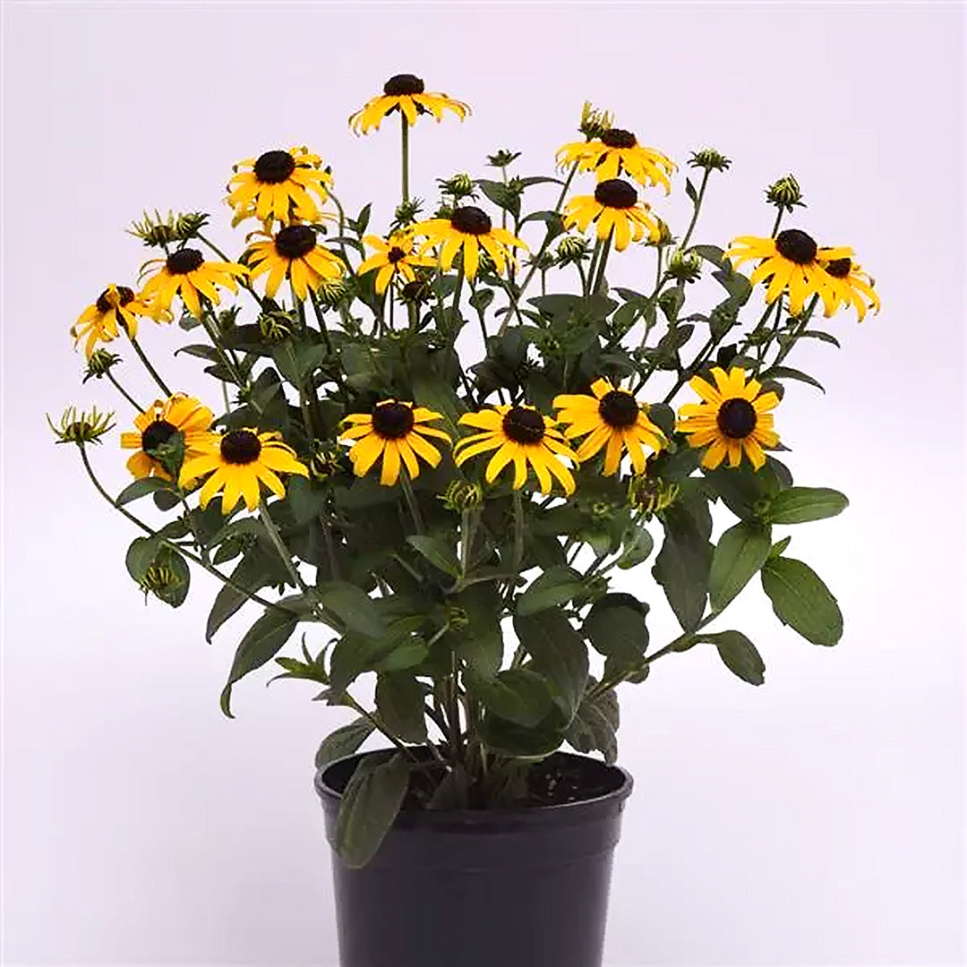 Rudbeckia fulgida var. sullivantii 'Goldblitz' Black-Eyed Susan, 1 Gallon Perennial
