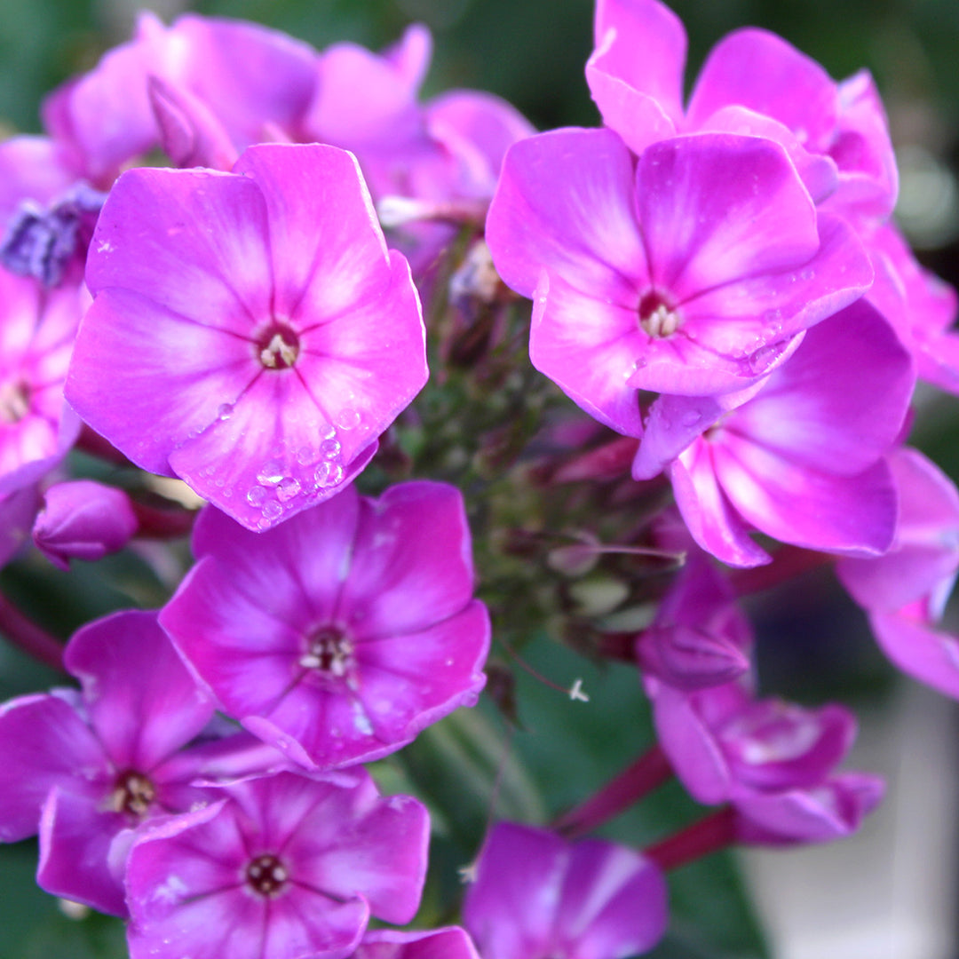 Phlox paniculata 'Surprise' Sweet Summer® Surprise Garden Phlox, 1 Gallon Perennial