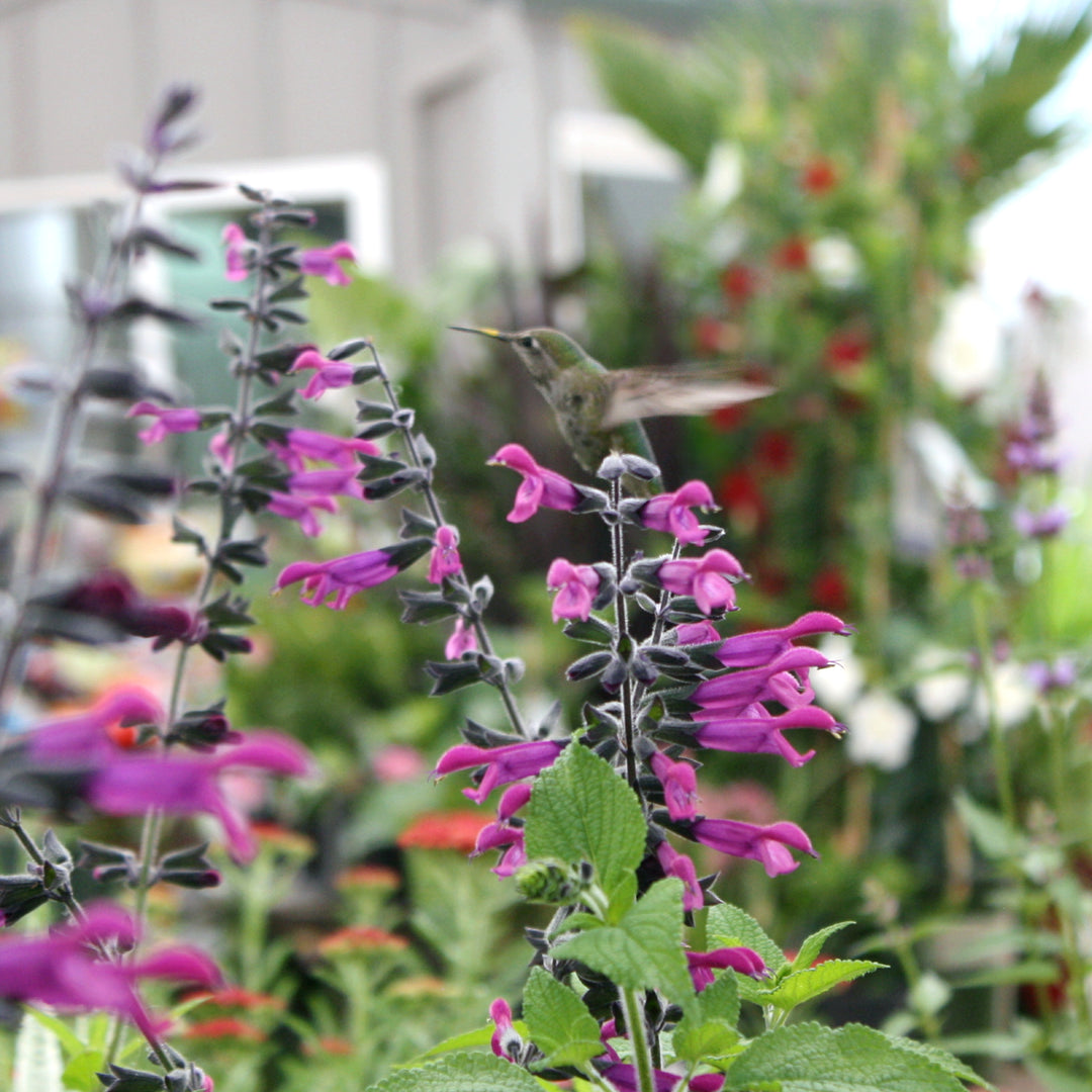 Salvia x 'Amigo' Salvia, 2 Gallon Perennial