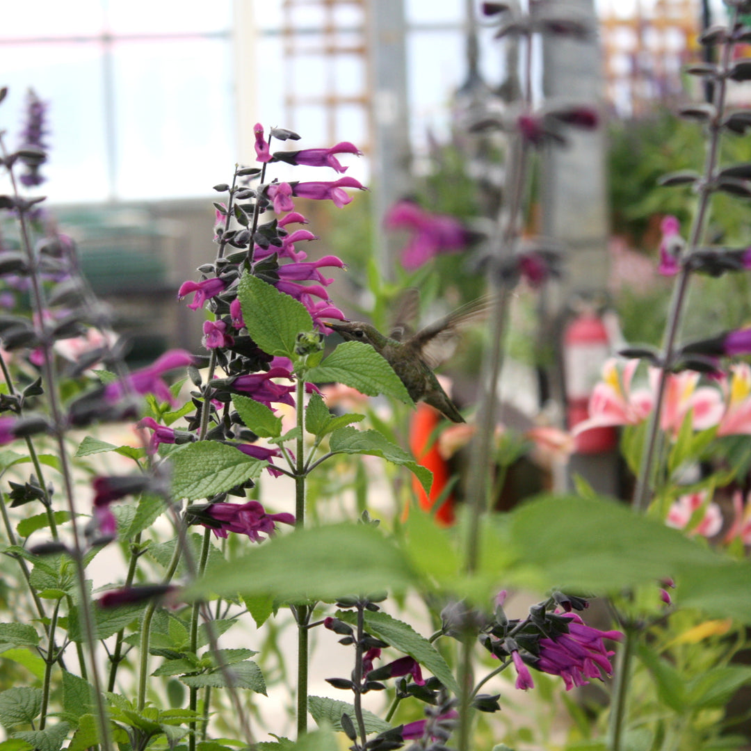 Salvia x 'Amigo' Salvia, 2 Gallon Perennial