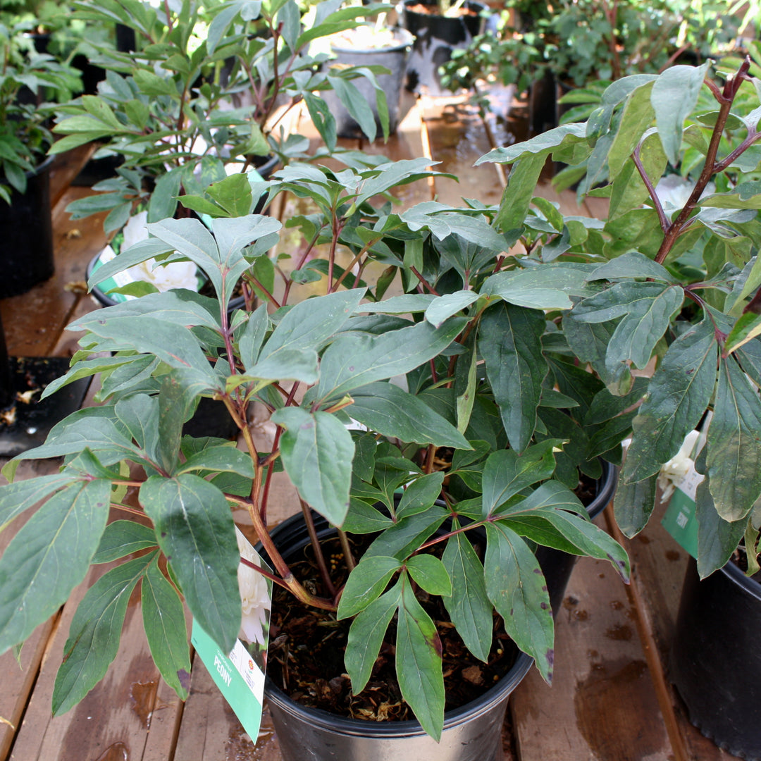 Paeonia lactiflora 'Gardenia' Peony, 2 Gallon Perennial