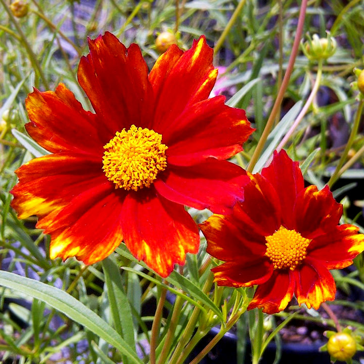 Coreopsis rosea 'Big Bang Radioactive' Coreopsis, 1 Gallon Perennial