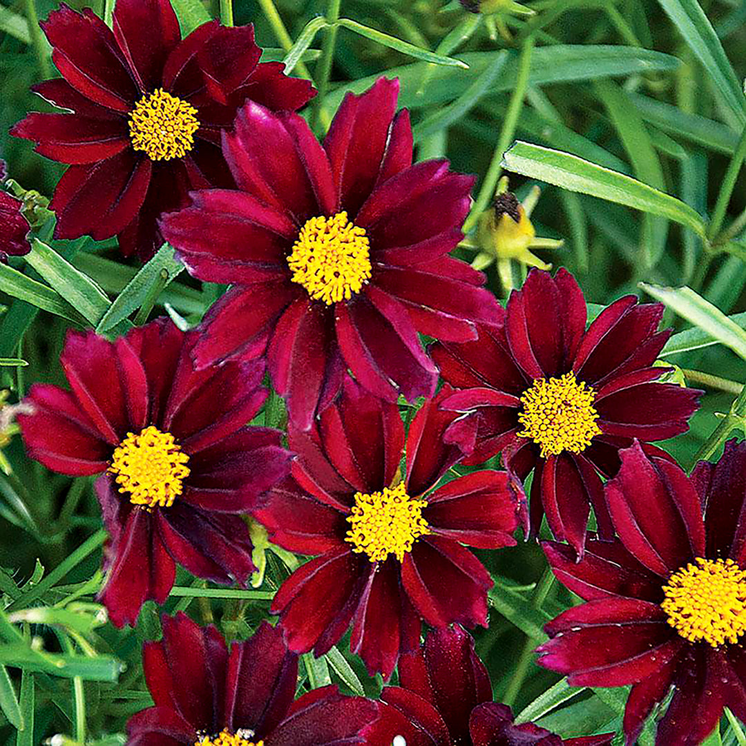 Coreopsis rosea 'Big Bang Mercury Rising' Coreopsis, 1 Gallon Perennial