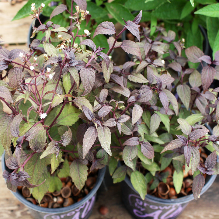 Eupatorium x 'Little Pie' Joe Pye Weed, 1 Gallon Perennial