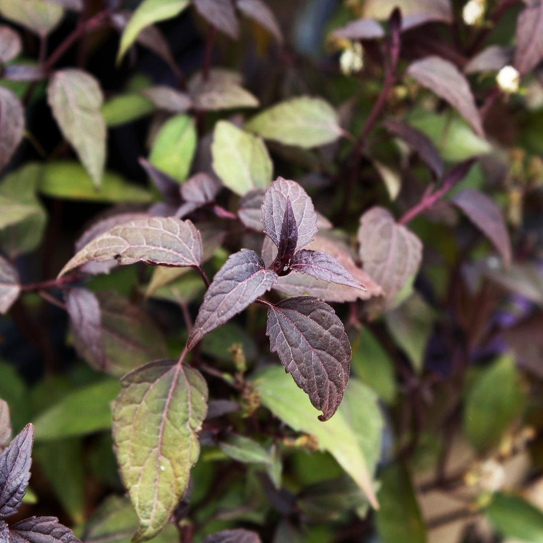 Eupatorium x 'Little Pie' Joe Pye Weed, 1 Gallon Perennial
