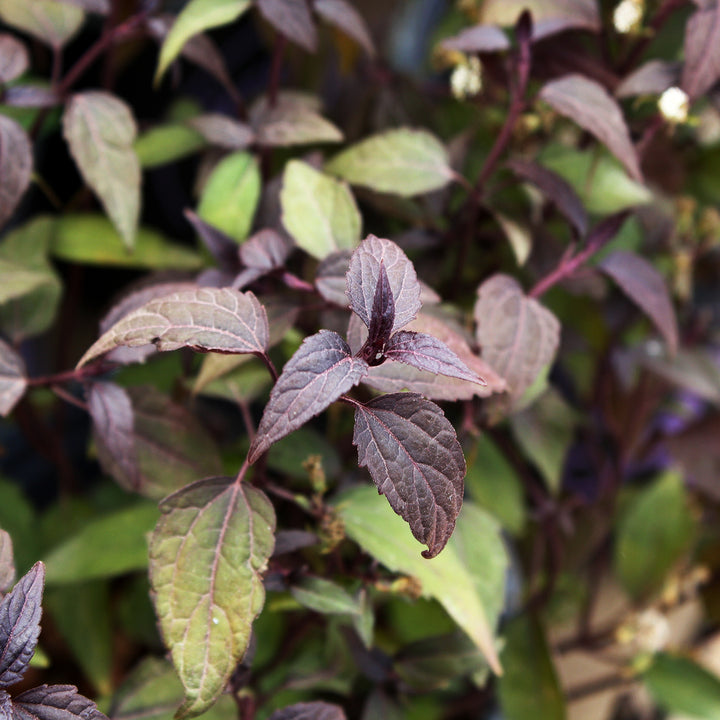 Eupatorium x 'Little Pie' Joe Pye Weed, 1 Gallon Perennial