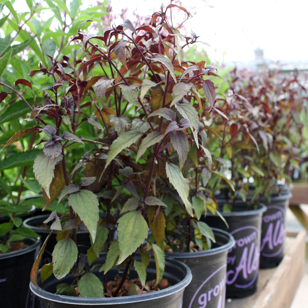 Eupatorium x 'Little Pie' Joe Pye Weed, 1 Gallon Perennial