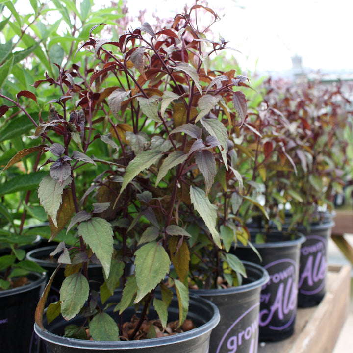 Eupatorium x 'Little Pie' Joe Pye Weed, 1 Gallon Perennial