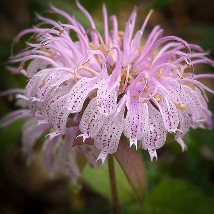 Monarda didyma 'Midnight Oil' Bee Balm, 1 Gallon Perennial