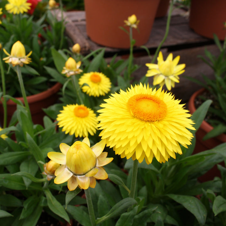 Bracteantha bracteatum 'Granvia Gold' Strawflower, 10 Inch Annual