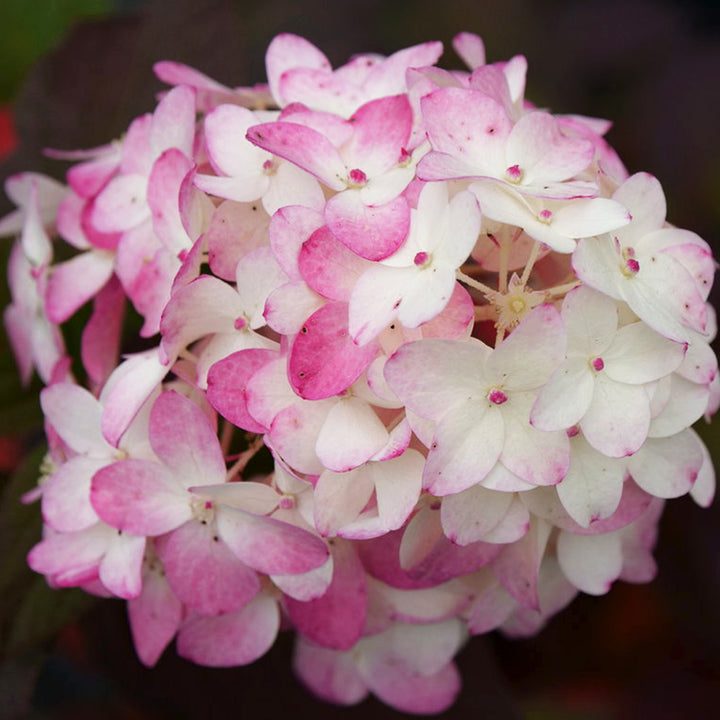 Hydrangea paniculata 'Fire Light Tidbit' Panicle Hydrangea, 2 Gallon Shrub