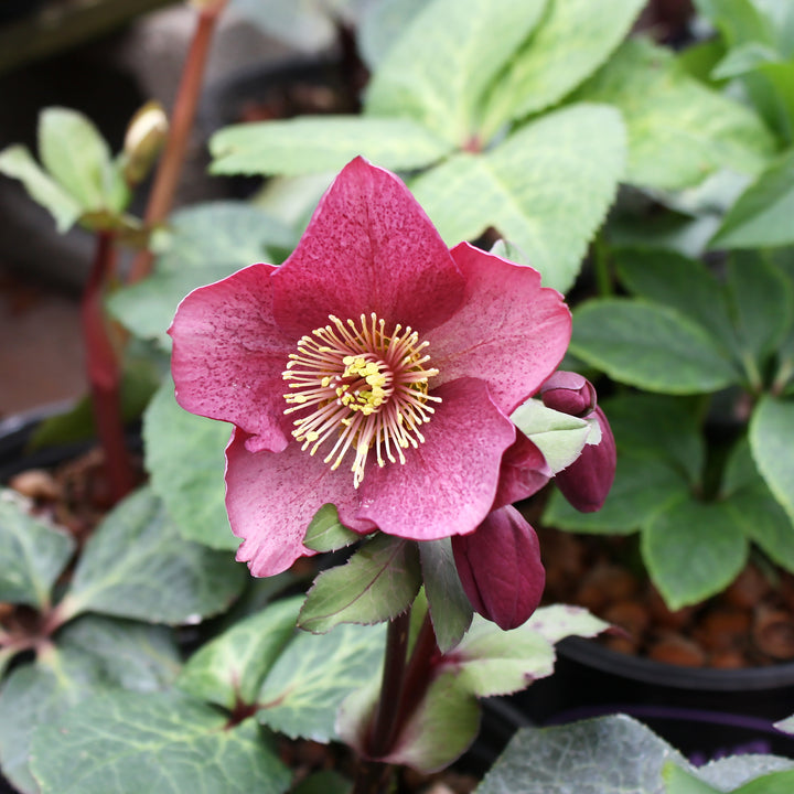 Helleborus x 'Winter Angels Charmer' Hellebore, 1 Gallon Perennial