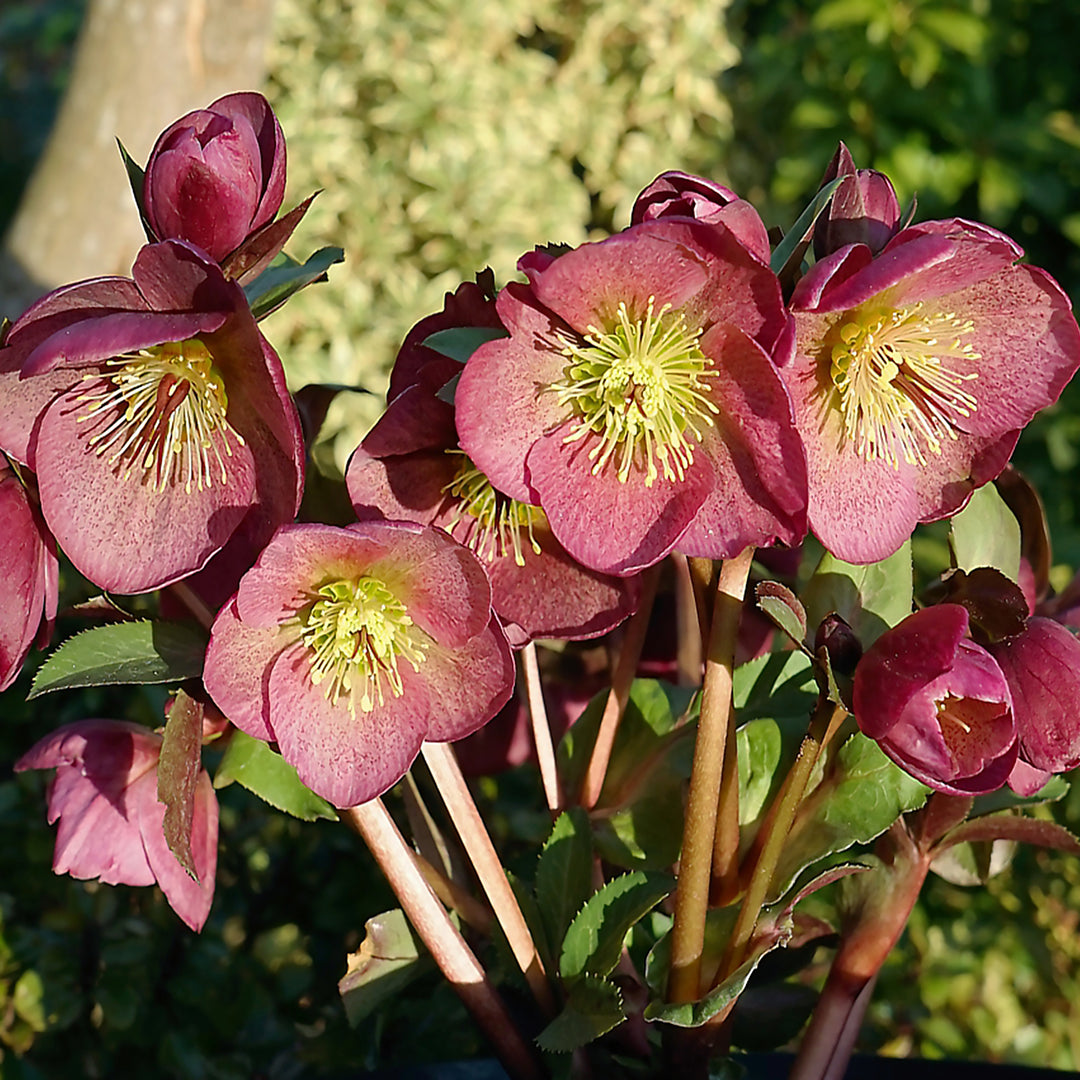 Helleborus x 'Winter Angels Charmer' Hellebore, 1 Gallon Perennial