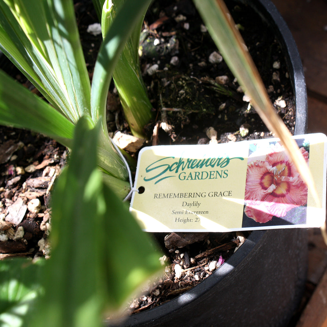 Hemerocallis 'Remembering Grace' Daylily, 2 Gallon Perennial