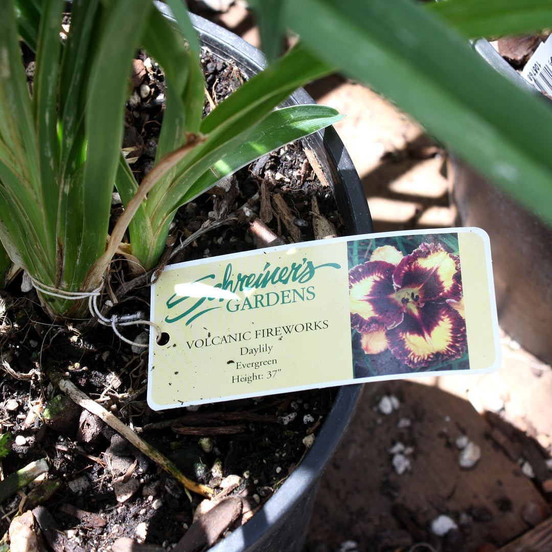 Hemerocallis 'Volcanic Fireworks' Daylily, 2 Gallon Perennial