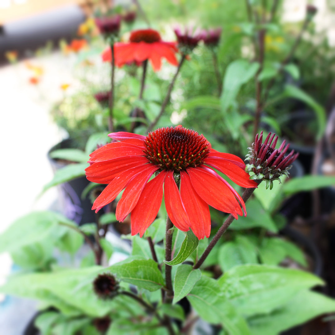 Echinacea 'Panama Red' PPAF Panama™ Red Coneflower, 1 Gallon Perennial