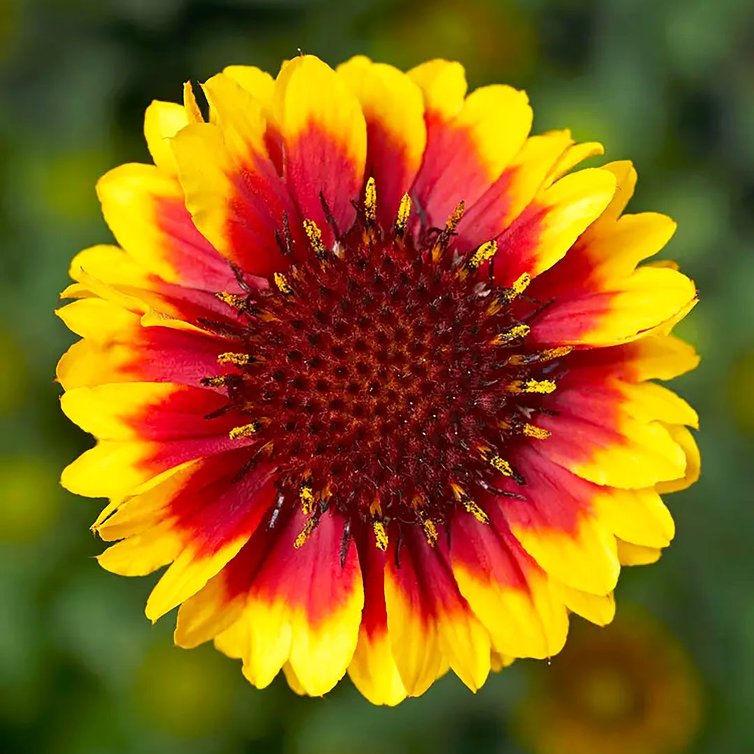 Gaillardia aristata 'Yellow Red Ring' Sunrita® Yellow Red Ring Blanket Flower, 1 Gallon Perennial