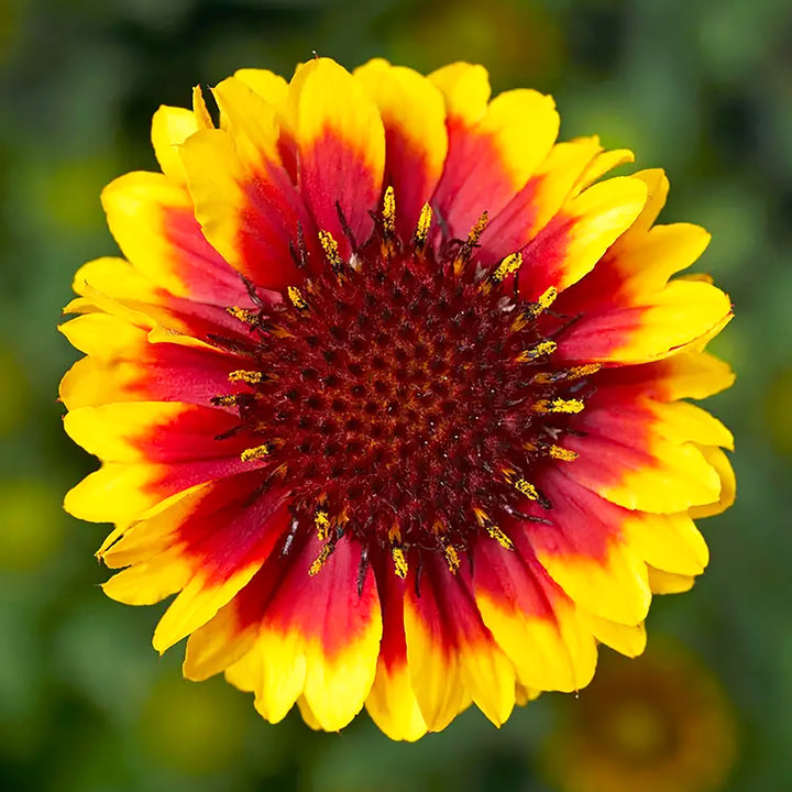 Gaillardia aristata 'Yellow Red Ring' Sunrita® Yellow Red Ring Blanket Flower, 1 Gallon Perennial