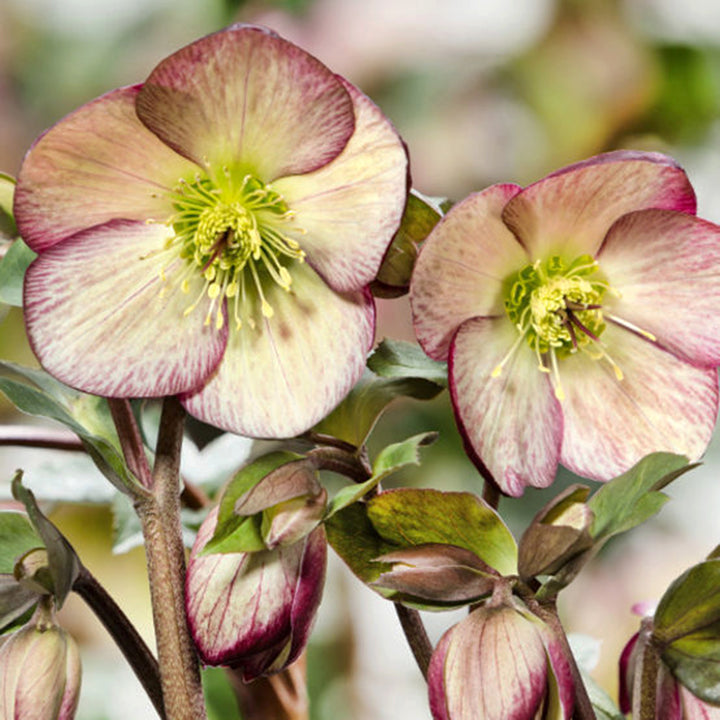 Helleborus x gladorfensis 'COSEH 5100' PP32527 HGC® Ice N' Roses® Dark Picottee Hellebore, 1 Gallon Perennial