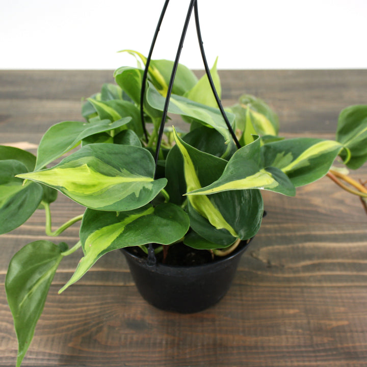 Philodendron hederaceum 'Lemon Lime' Heartleaf Philodendron, 6 Inch Houseplant
