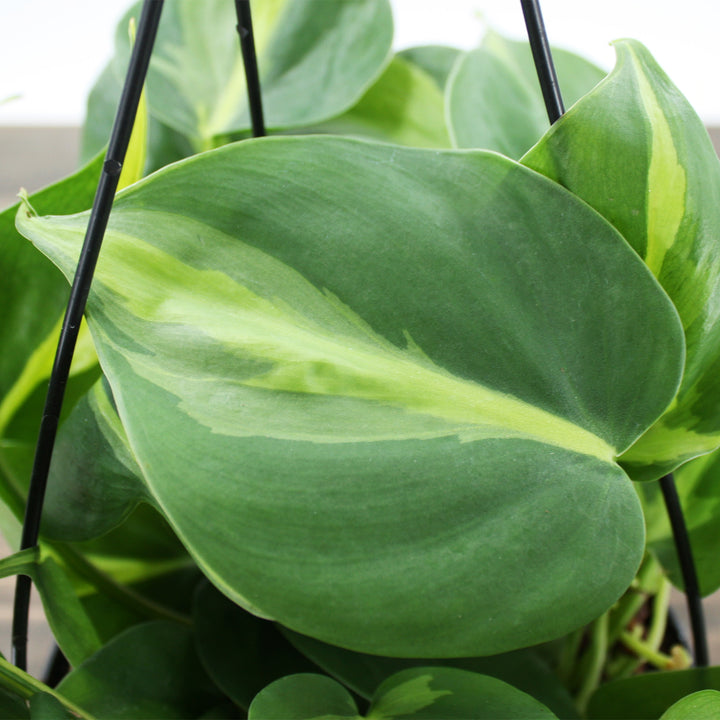 Philodendron hederaceum 'Lemon Lime' Heartleaf Philodendron, 6 Inch Houseplant