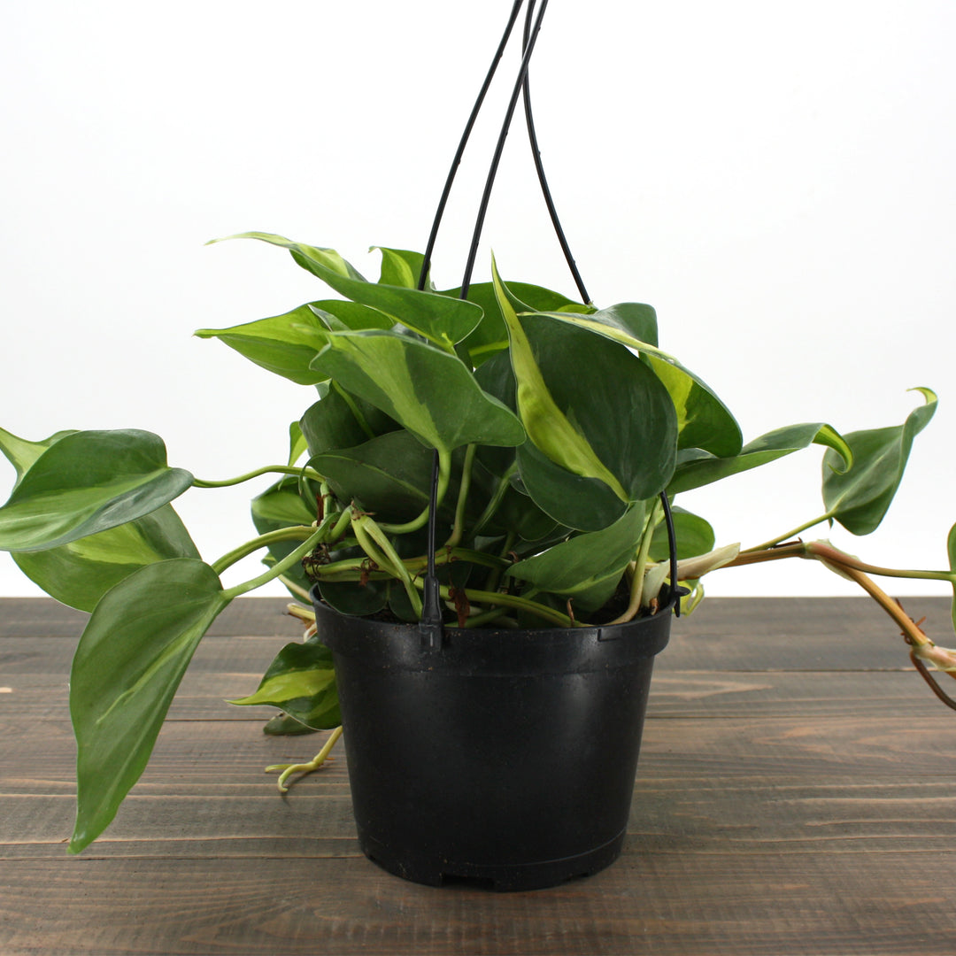 Philodendron hederaceum 'Lemon Lime' Heartleaf Philodendron, 6 Inch Houseplant