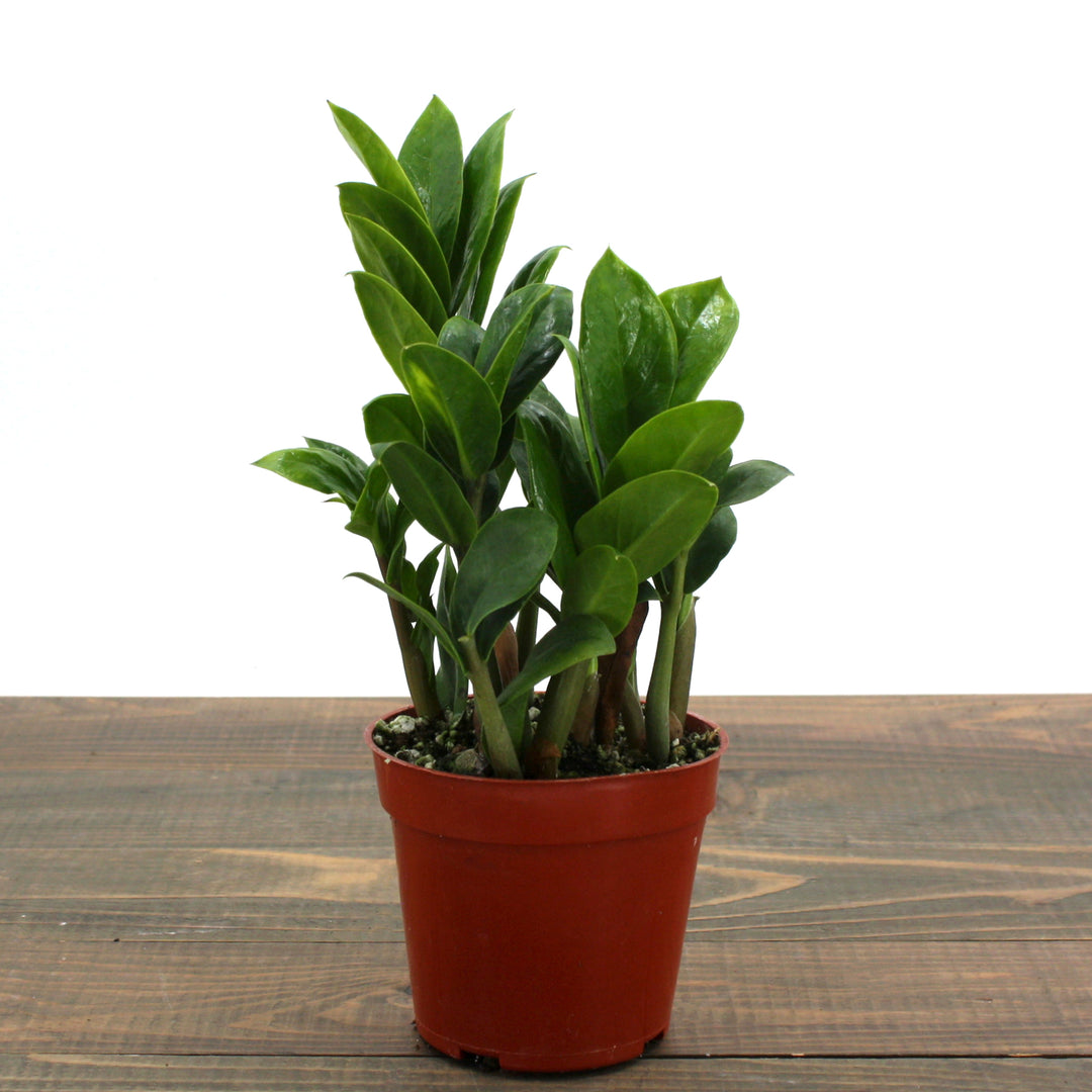 Zamioculcus zamiifolia 'Zenzi' ZZ Plant, 4 Inch Houseplant