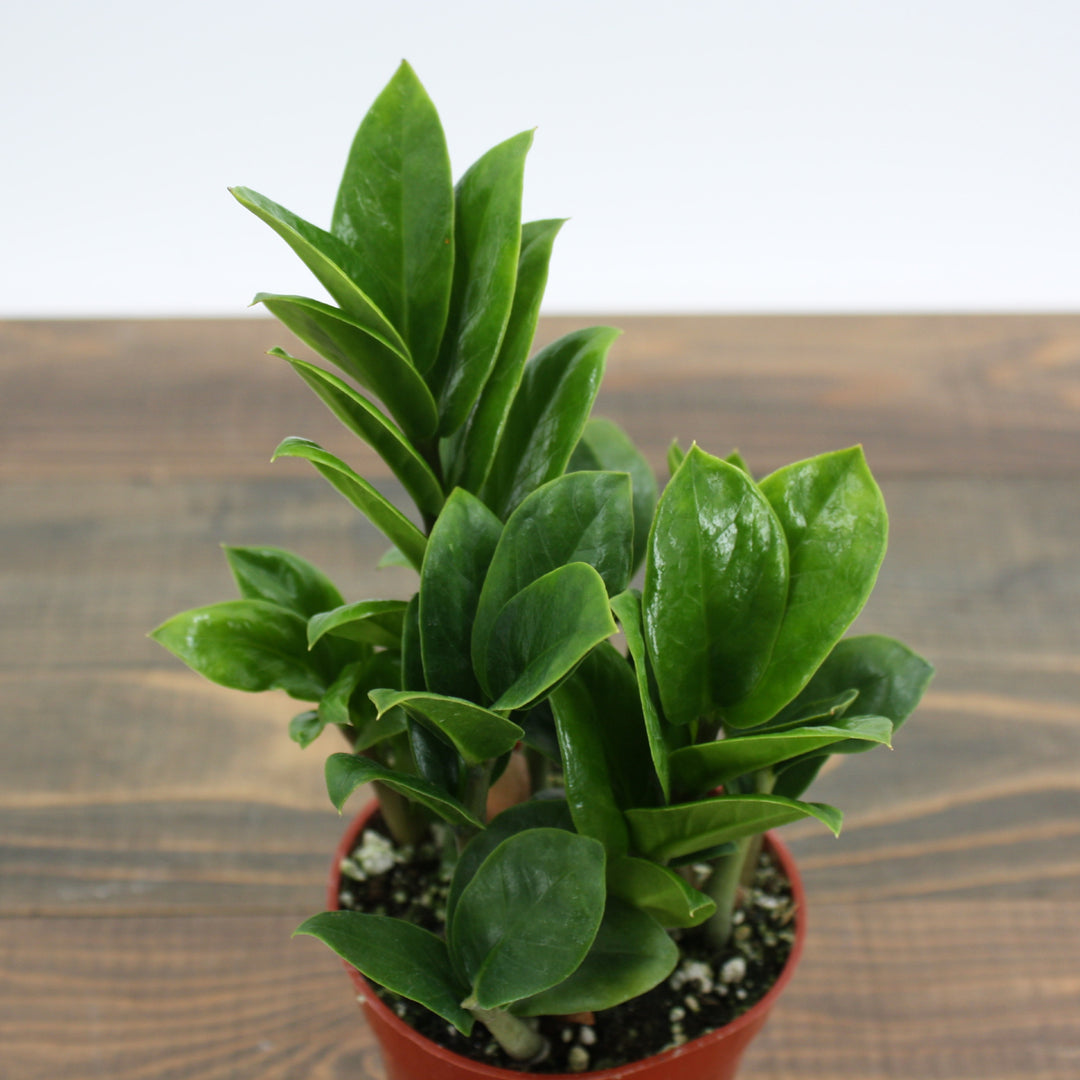 Zamioculcus zamiifolia 'Zenzi' ZZ Plant, 4 Inch Houseplant