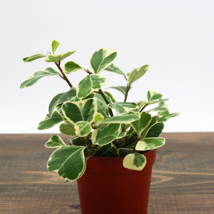 Ficus triangularis 'Variegata' Variegated Triangle Ficus, 4 Inch Houseplant