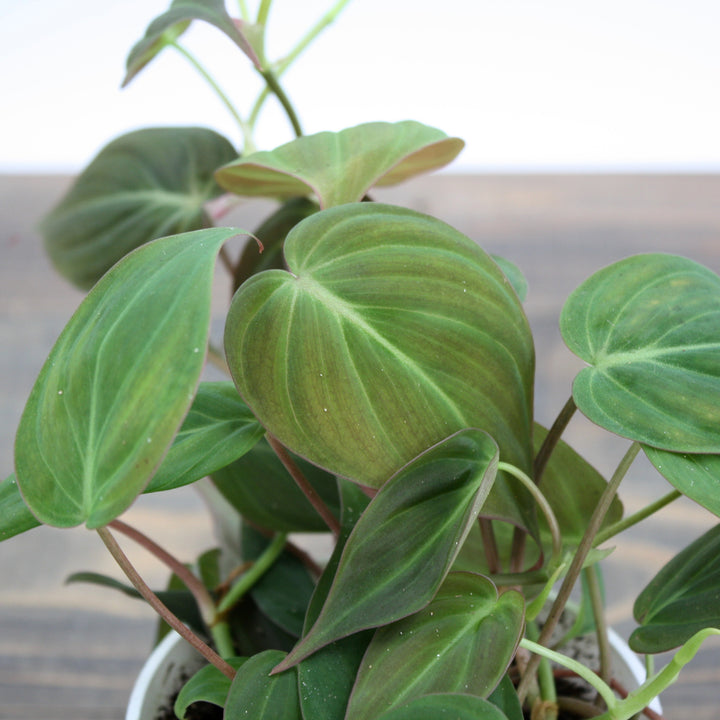 Philodendron hederaceum 'Micans' Heartleaf Philodendron, 4 Inch Houseplant