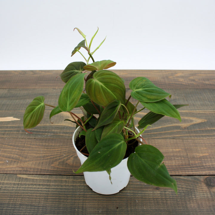 Philodendron hederaceum 'Micans' Heartleaf Philodendron, 4 Inch Houseplant