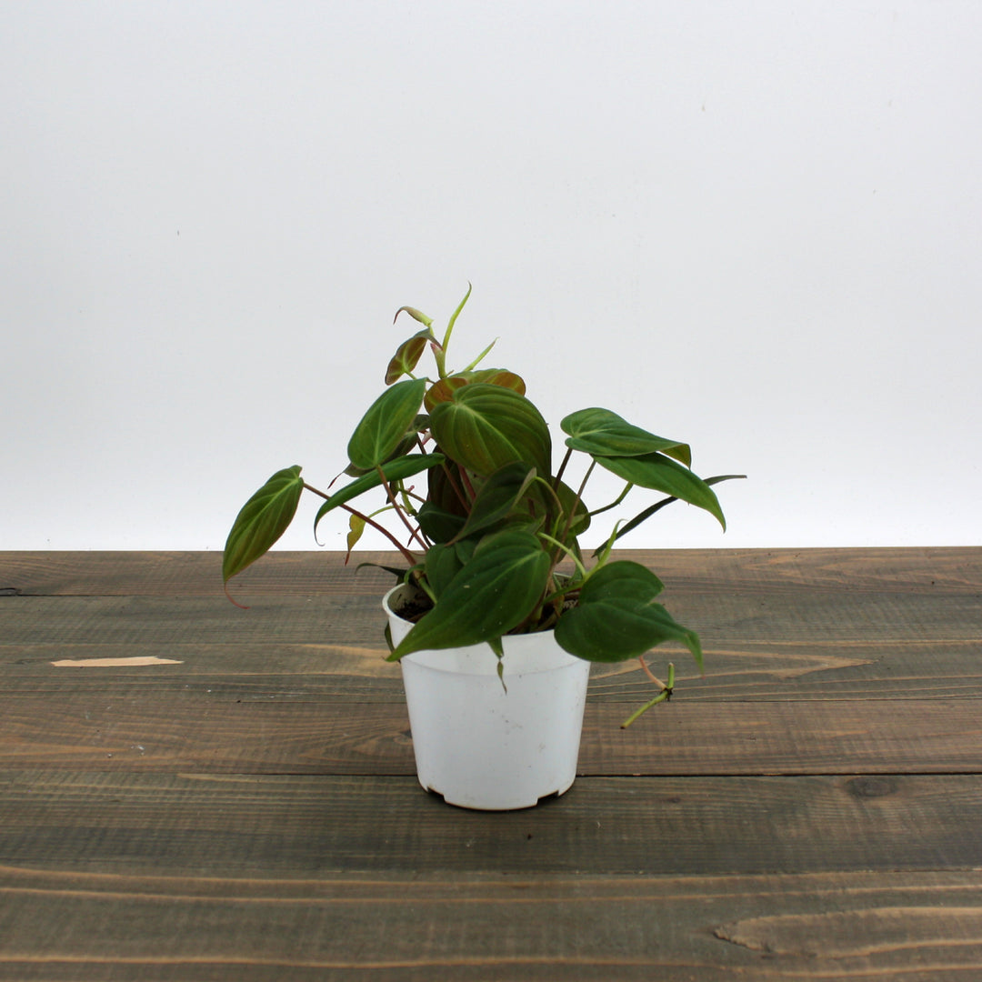 Philodendron hederaceum 'Micans' Heartleaf Philodendron, 4 Inch Houseplant
