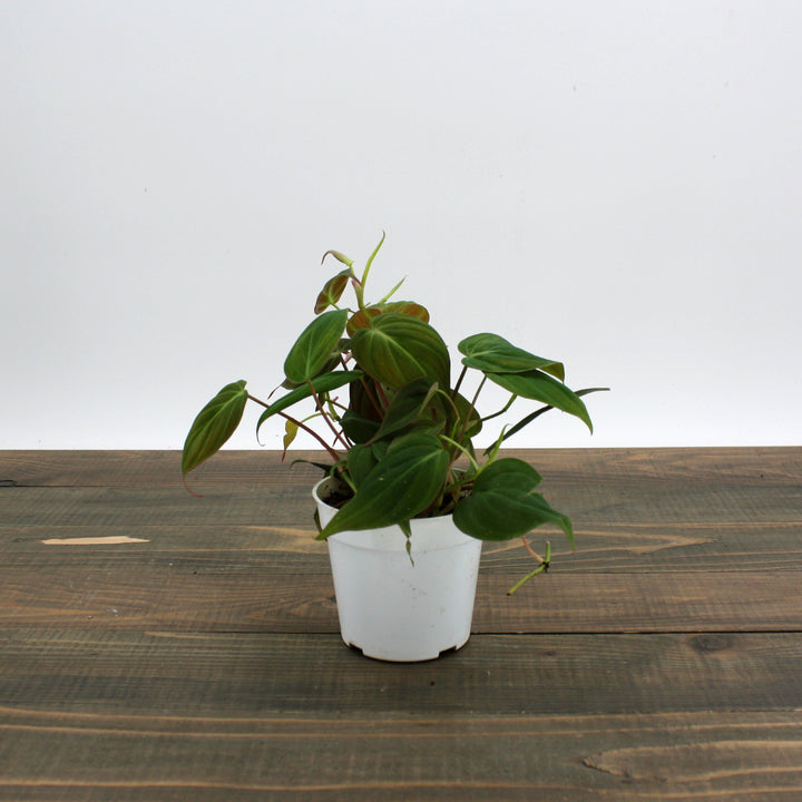 Philodendron hederaceum 'Micans' Heartleaf Philodendron, 4 Inch Houseplant