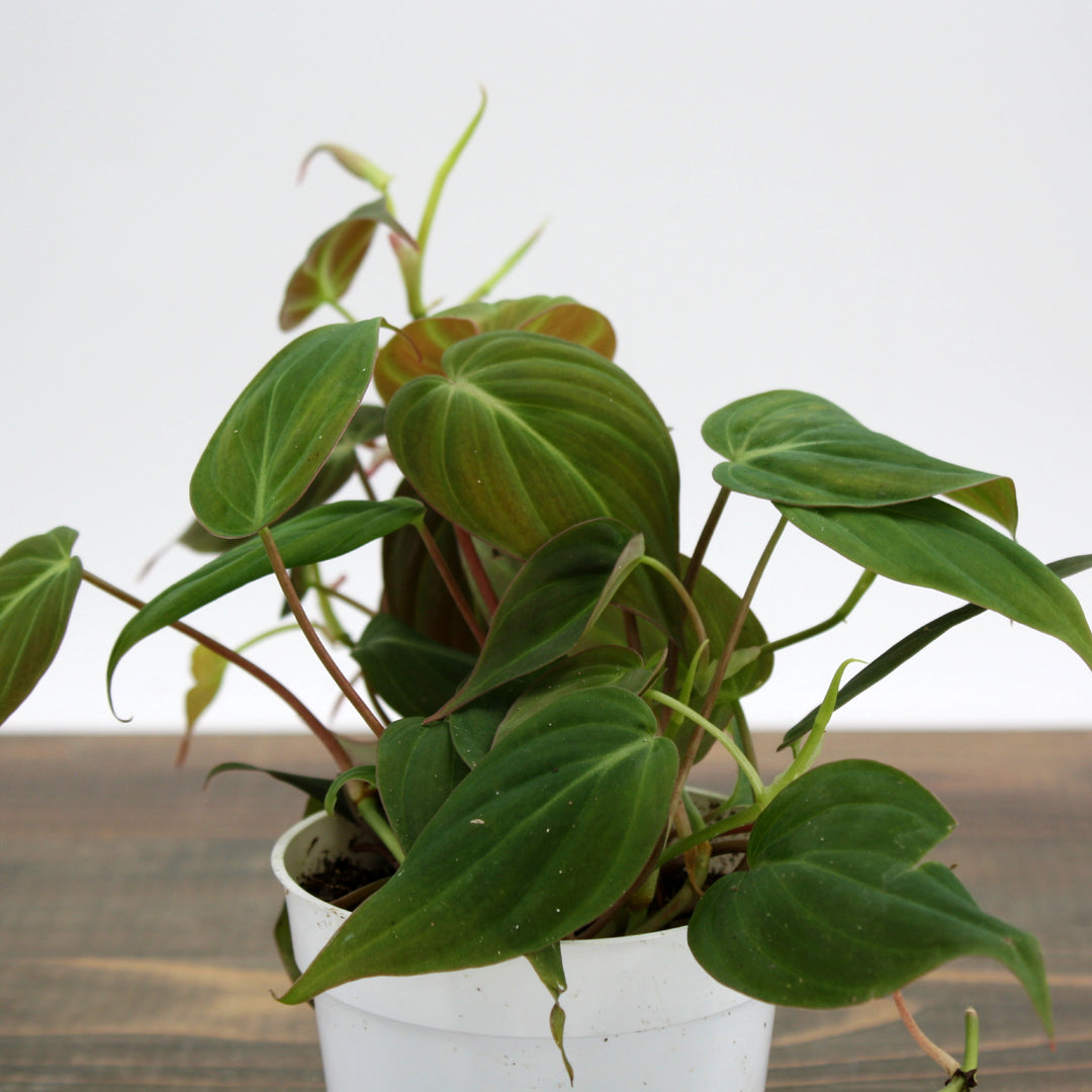 Philodendron hederaceum 'Micans' Heartleaf Philodendron, 4 Inch Houseplant