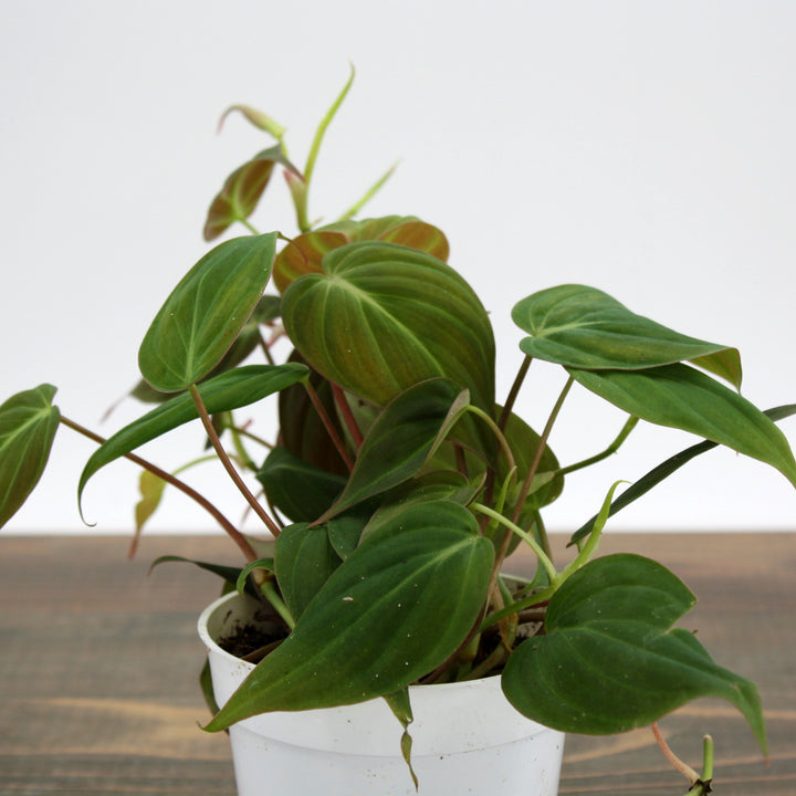 Philodendron hederaceum 'Micans' Heartleaf Philodendron, 4 Inch Houseplant