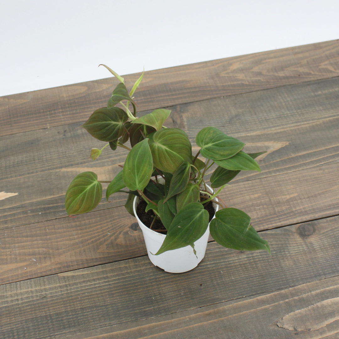 Philodendron hederaceum 'Micans' Heartleaf Philodendron, 4 Inch Houseplant