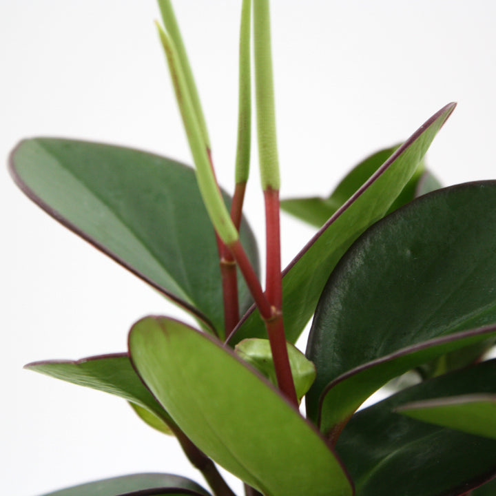 Peperomia caperata 'Raisinet' Peperomia, 4 Inch Houseplant