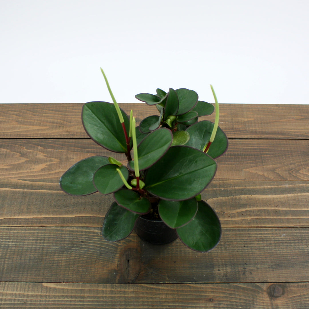 Peperomia caperata 'Raisinet' Peperomia, 4 Inch Houseplant