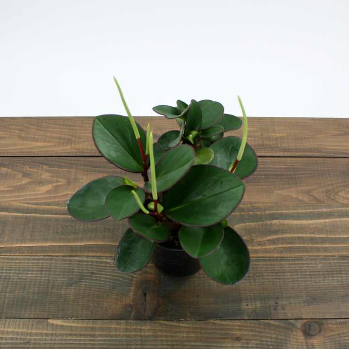 Peperomia caperata 'Raisinet' Peperomia, 4 Inch Houseplant