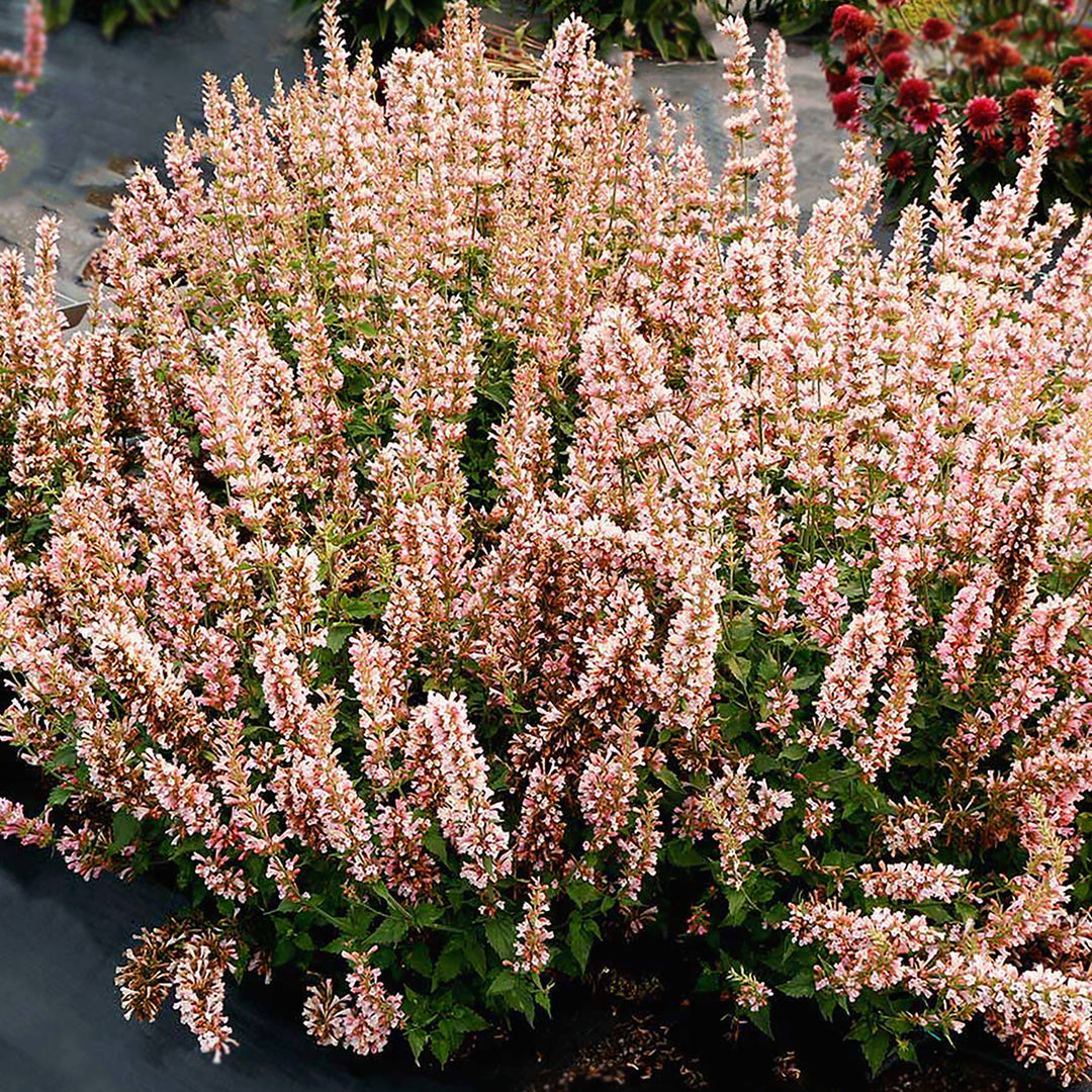 Agastache x 'Pink Pearl' PPAF Hummingbird Mint, 1 Gallon Perennial
