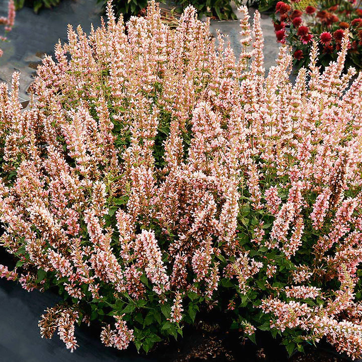 Agastache x 'Pink Pearl' PPAF Hummingbird Mint, 1 Gallon Perennial