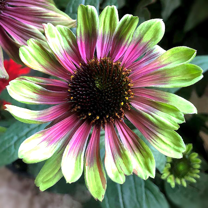 Echinacea x 'Sweet Sandia' PP33560 Coneflower, 1 Gallon Perennial