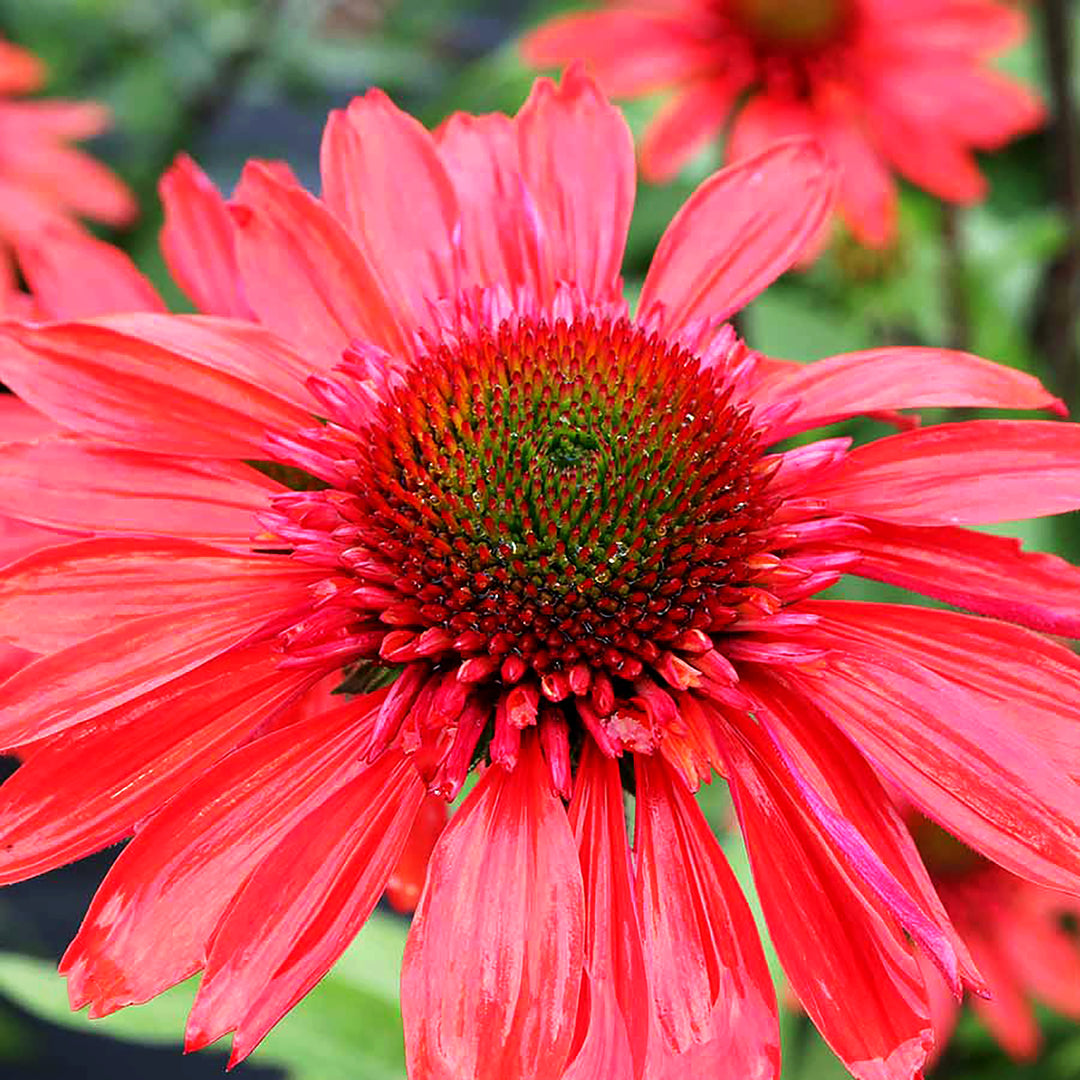 Echinacea x 'Spicy' Cara Mia™ Spicy Coneflower, 1 Gallon Perennial