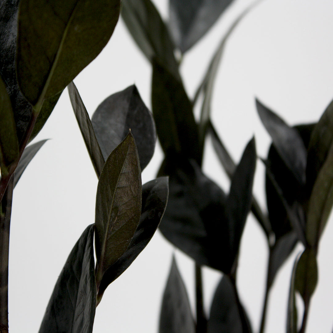 Zamioculcus zamiifolia 'Oscura' ZZ Plant, 4 Inch Houseplant